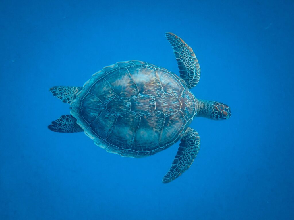Brown Turtle Underwater